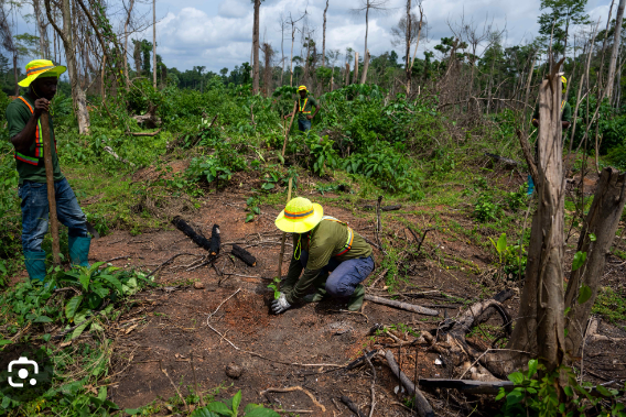 Rainforest Reforestation